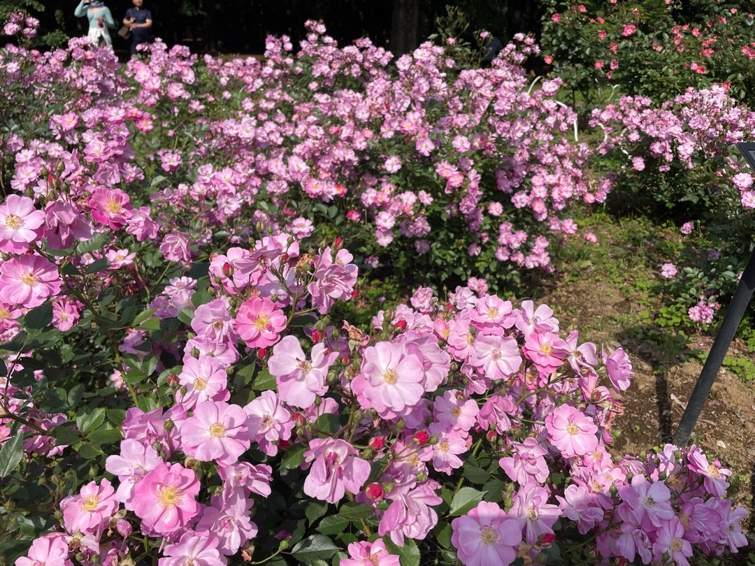細川直美 立ち寄った代々木公園